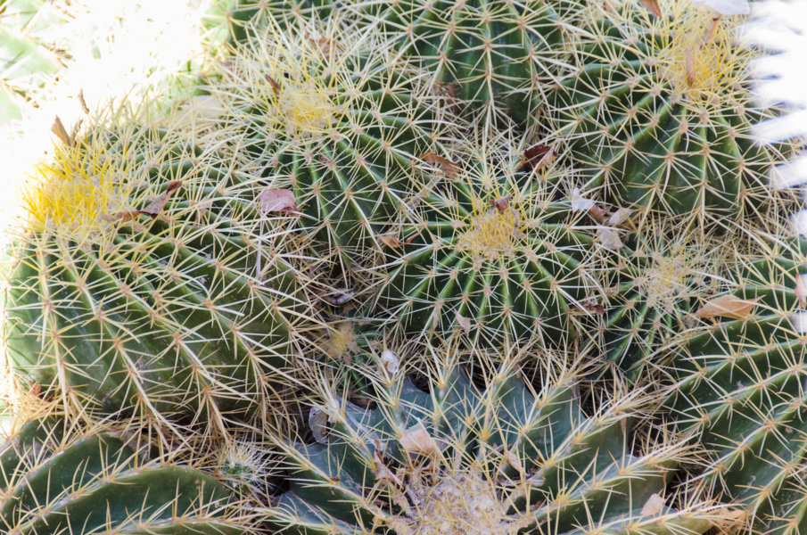Cactus - Marrakech - Marruecos 1